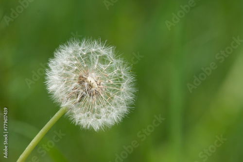 Dandelion bud seeds closeup over a fresh green background