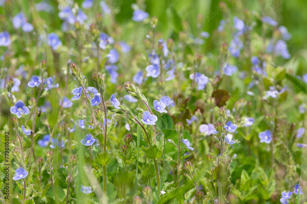 Veronica Chamaedrys blue flowers in a field. Germander Speedwell Wild small blue flowers field