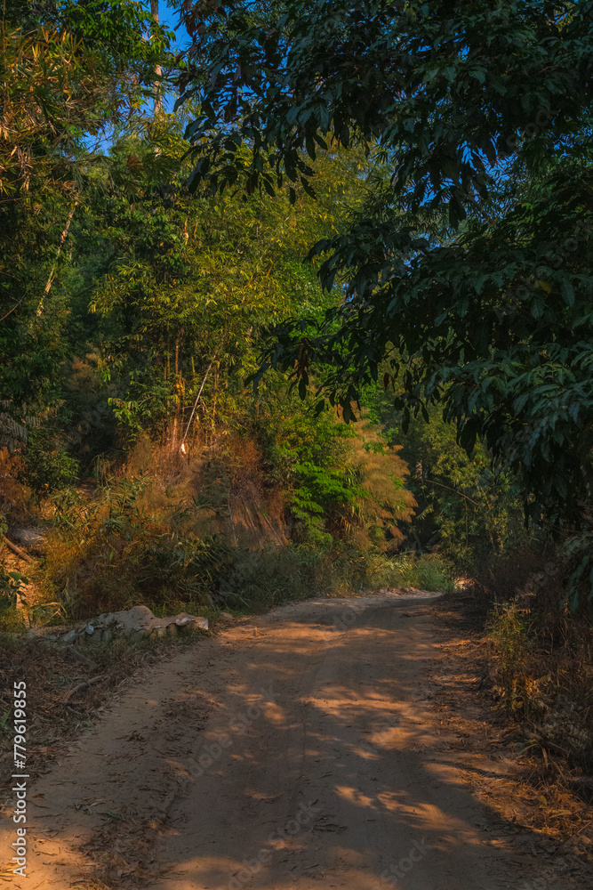 A dirt road with trees in the background A dirt road with trees in the background