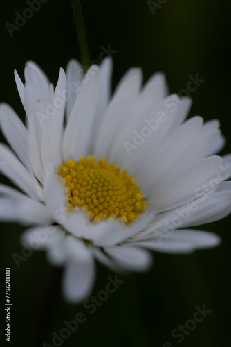 Gänseblümchen, Blume auf der Wiese