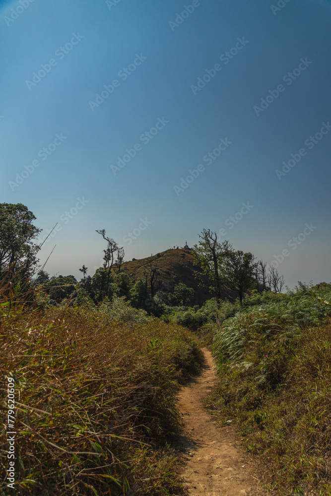 A path winds through a field of tall grass A path winds through a field of tall grass