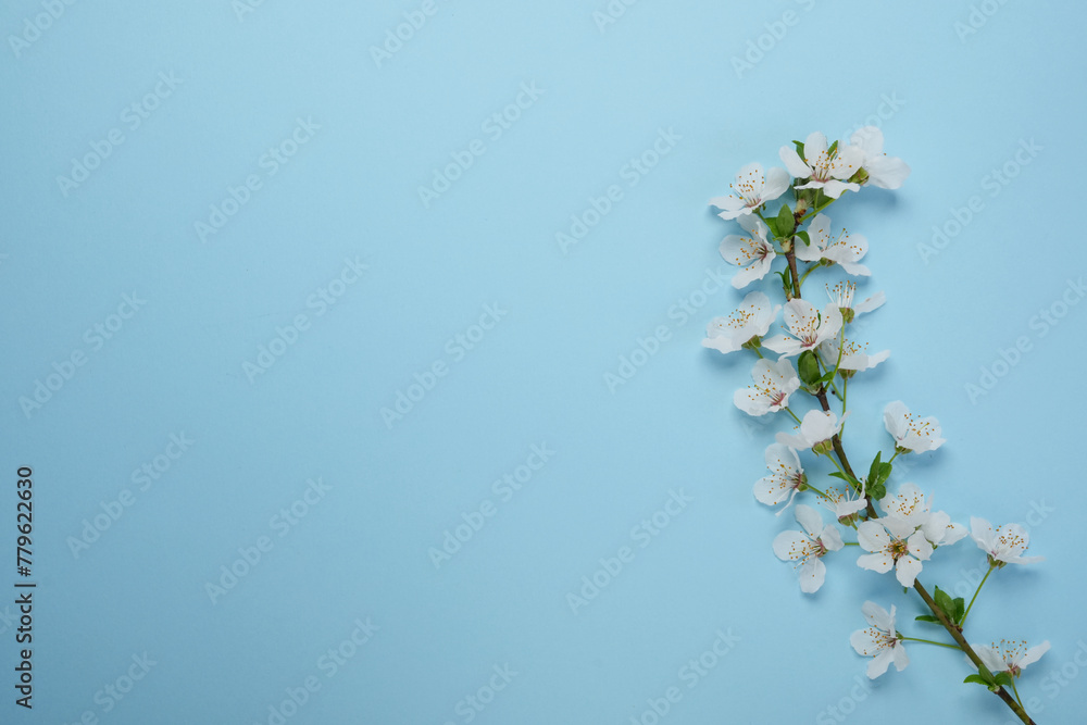 Beautiful spring tree blossoms on a blue background. Flat lay, top view. Space for text. Spring time background.