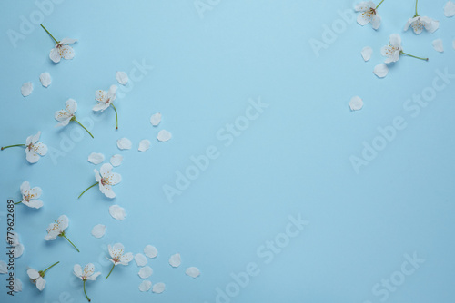 Spring background with beautiful white cherry flowers. Blue background. Springtime concept. Flat lay  top view  copy space. Banner for holiday and festivals.