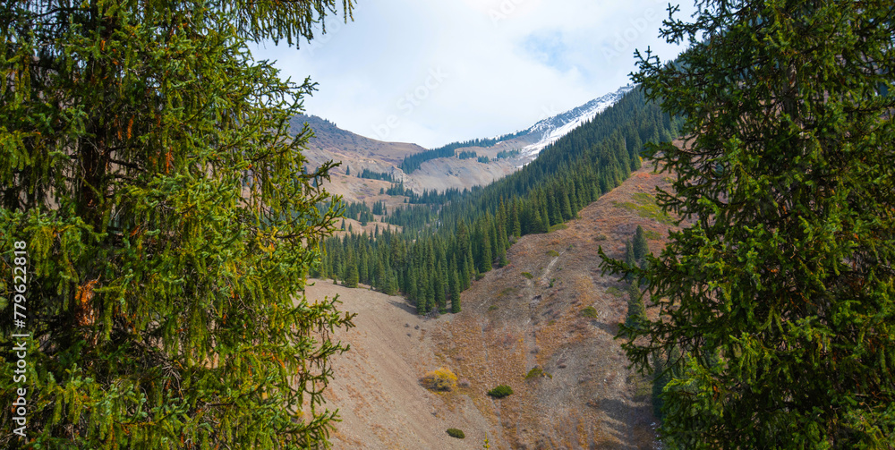 Fototapeta premium Autumn landscape in the mountains with tall firs. Natural background. Atmospheric green forest with firs in mountains. Mountain woodland.