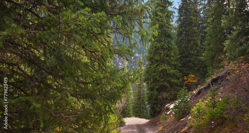 Autumn landscape in the mountains with tall firs. Natural background. Atmospheric green forest with firs in mountains. Mountain woodland.