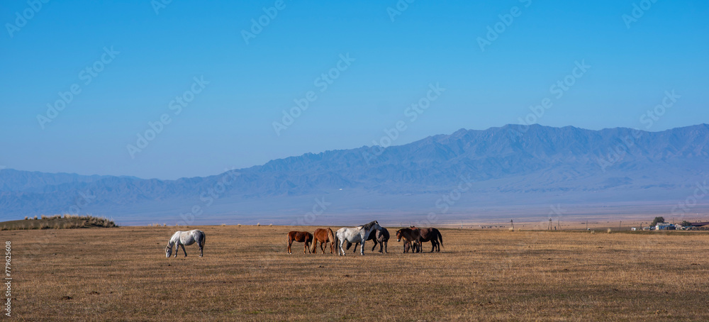 Obraz premium Herd of horses with mountains in Western Mongolia. Autumn colored landscape.