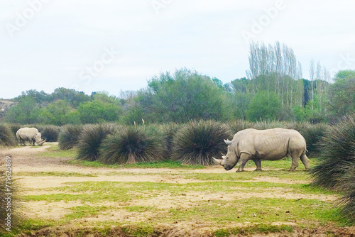 White Rhinos in Nature