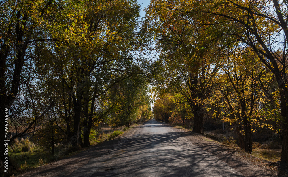 View of a rural road and colorful trees in autumn. Landscape with a roadway. Autumn forest with a country road. Journey. Autumn background.
