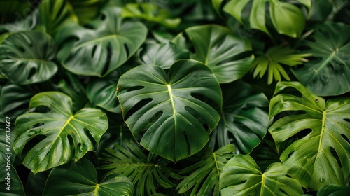 Emerald Oasis: A Lush Close-Up of a Magnificent Green Leafy Plant