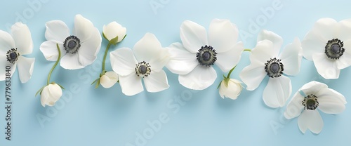 Minimalist arrangement of delicate anemone flowers captured from above, offering a blank canvas for your text.