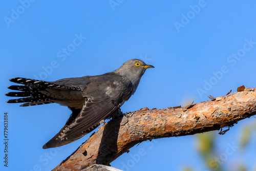 Common cuckoo perched on a tree branch. Sweden © Wirestock