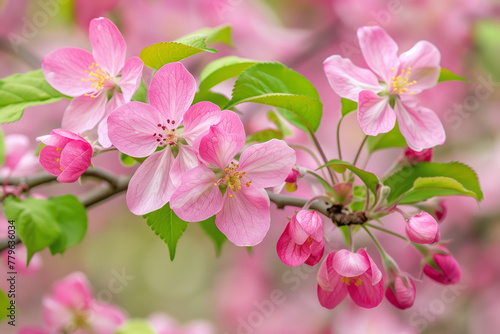 A closeup of pink crabapple blossoms  flowers