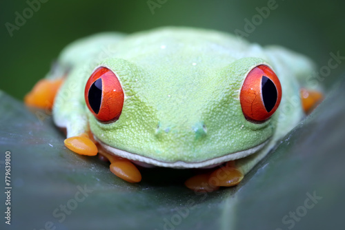 Red-eyed tree frog on green leaves, red-eyed tree frog (Agalychnis callidryas) closeup