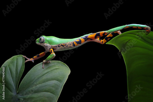 Phyllomedusa hypochondrialis climbing on branch, Northern orange-legged leaf frog or tiger-legged monkey frog closeup on leaves with isolated background photo