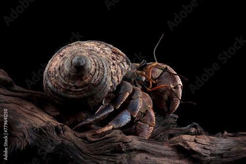 Hermit crab closeup on isolated background, Hermit crab closeup