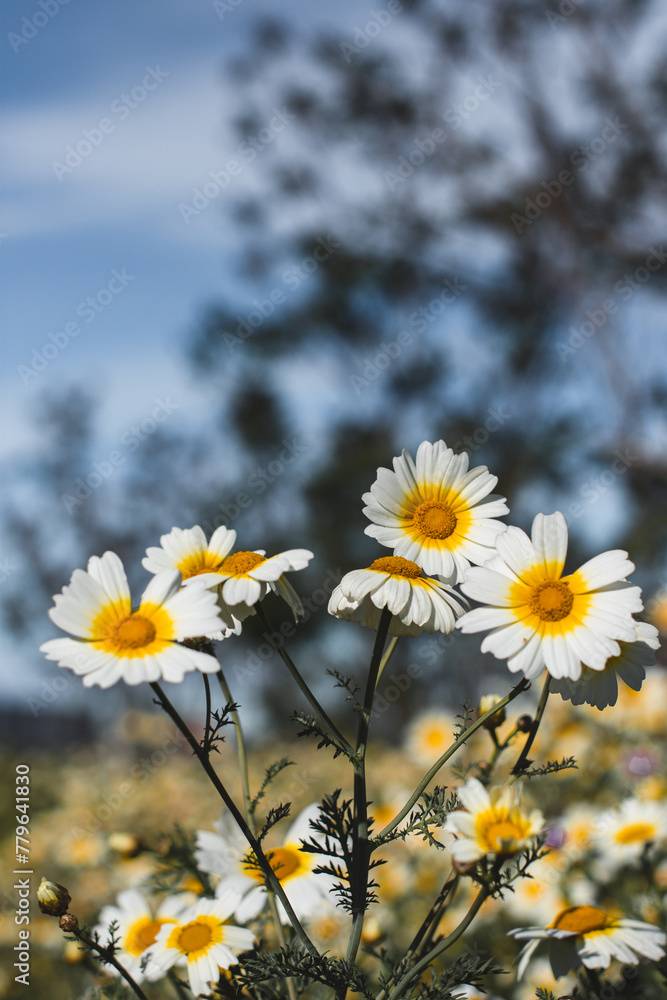 a field of daisies with blurred background