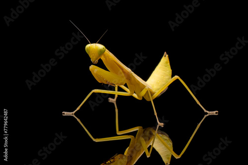 Praying mantis "hierodula venosa" defensive pose on isolated background, Hierodula venosa closeup