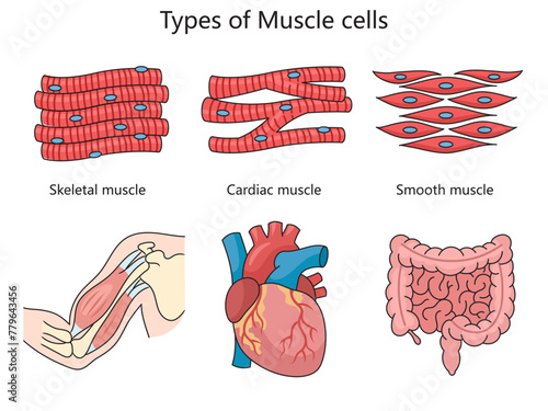 Human types of muscle cells skeletal, cardiac, and smooth muscles with examples of each muscle location in the body structure diagram vector illustration. Medical science educational illustration