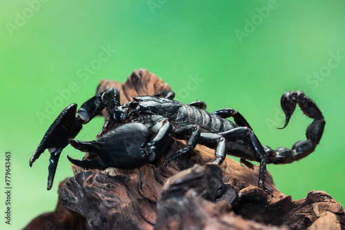 Asian forest scorpion "Heterometrus spinifer" closeup on wood, Asian  forest scorpion closeup