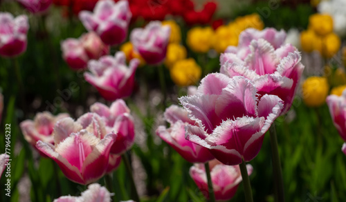 Variety of stunning tulips in vibrant colours, photographed at Wisley garden, Surrey, UK, in spring.