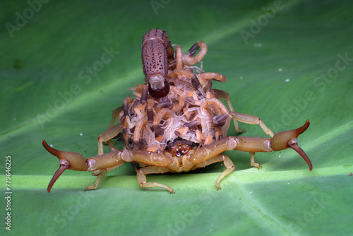 Hottentotta scorpion with babys on body, Hottentotta scorpion front view on green leaves