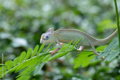 Baby veiled chameleon on branch, Baby veiled chameleon closeup on green leaves