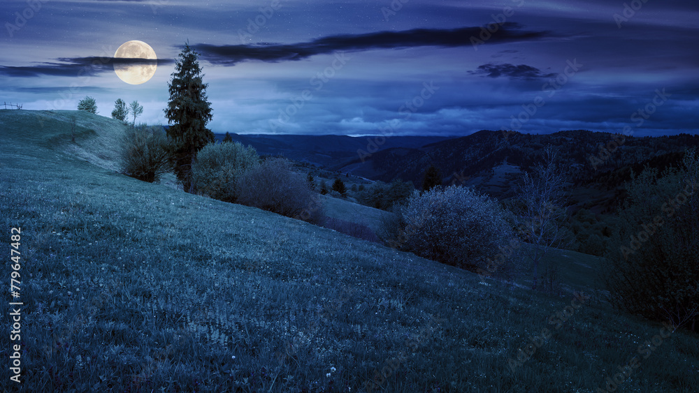 Fototapeta premium trees on the hill in spring at night. carpathian mountains with with grassy meadow in full moon light