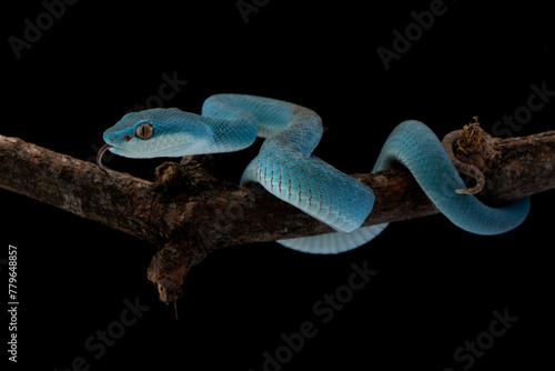 Blue viper snake closeup on branch, head of viper snake, Blue insularis, Trimeresurus Insularis, animal closeup