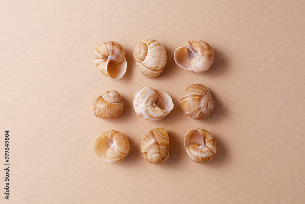 Different snail shells on a beige background, minimalism concept, monochrome palette Different snail shells on a beige background, minimalism concept, monochrome palette