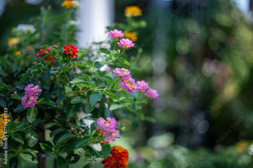 Selective focus on colorful Lantana flowers in a shady and beautiful park with small, colorful flowers. There is space for text.