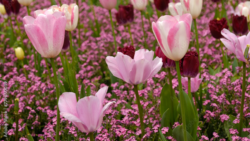 Spring Flowers Banner. Pink flowering tulips in field. Pink petals and green leaves of blooming flowers. Greeting card banner, mother's day card, women's day, birthday, easter. Botanical selection Spring Flowers Banner. Pink flowering tulips in field. Pink petals and green leaves of blooming flowers. Greeting card banner, mother's day card, women's day, birthday, easter. Botanical selection
