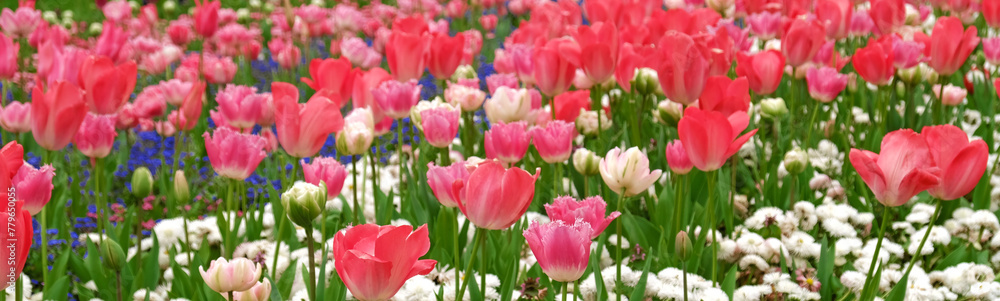 Spring Flowers Banner. Pink flowering tulips in field. Pink petals and green leaves of blooming flowers. Greeting card banner, mother's day card, women's day, birthday, easter. Botanical selection Spring Flowers Banner. Pink flowering tulips in field. Pink petals and green leaves of blooming flowers. Greeting card banner, mother's day card, women's day, birthday, easter. Botanical selection