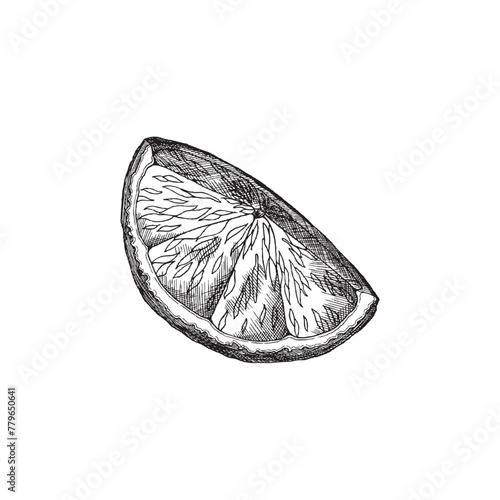 Lemon wedge sketch vector illustration