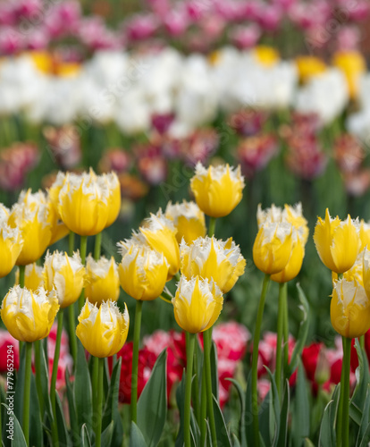 Variety of stunning tulips in vibrant colours, photographed at Wisley garden, Surrey, UK, in spring.