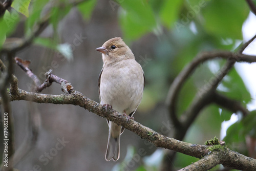 Bird sitting on a branch