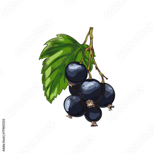 Fresh bunch of black currant berries and leaf hand drawn vector, farm berries sketch icon juicy natural food plant snack