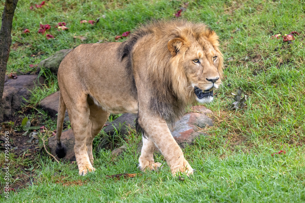Naklejka premium Young male Lion (Panthera leo) prowling around a grass field in the morning, its gaze fixed right ahead and moving from left to right.