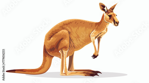 Kangaroo Flat vector isolated on white background a