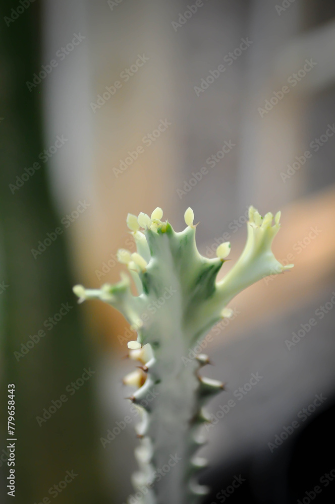 Euphorbia lactea white ghost or Euphorbia or Euphorbia mayurnathanii variegated ,Euphorbia lactea