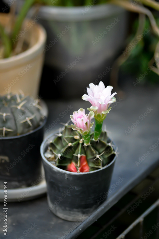 Gymnocalycium ,Gymnocalycium mihanovichii or gymnocalycium mihanovichii variegated with flower or cactus flower