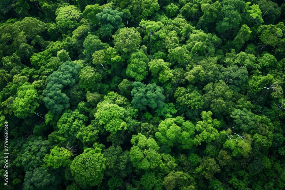 A photo showcasing a dense cluster of towering trees in a lush forest, A panoramic birds-eye view of lush green forests, AI Generated