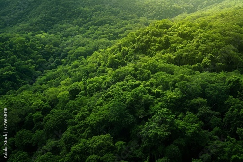 A photo showcasing a dense forest with an abundance of trees  creating a vibrant and verdant landscape  A panoramic birds-eye view of lush green forests  AI Generated