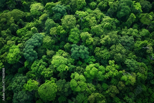 A photo showcasing a dense cluster of towering trees in a lush forest, A panoramic birds-eye view of lush green forests, AI Generated