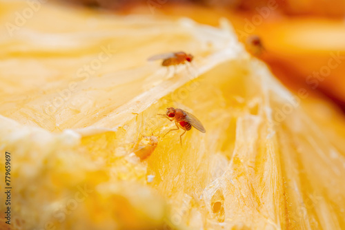 Tropical Fruit Fly Drosophila Diptera Parasitic Insect Pest on Fruit Macro
