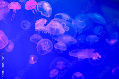 Jellyfish in their natural habitat.