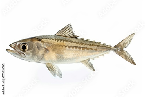 Atlantic bonito white background Sarda sarda fish photo