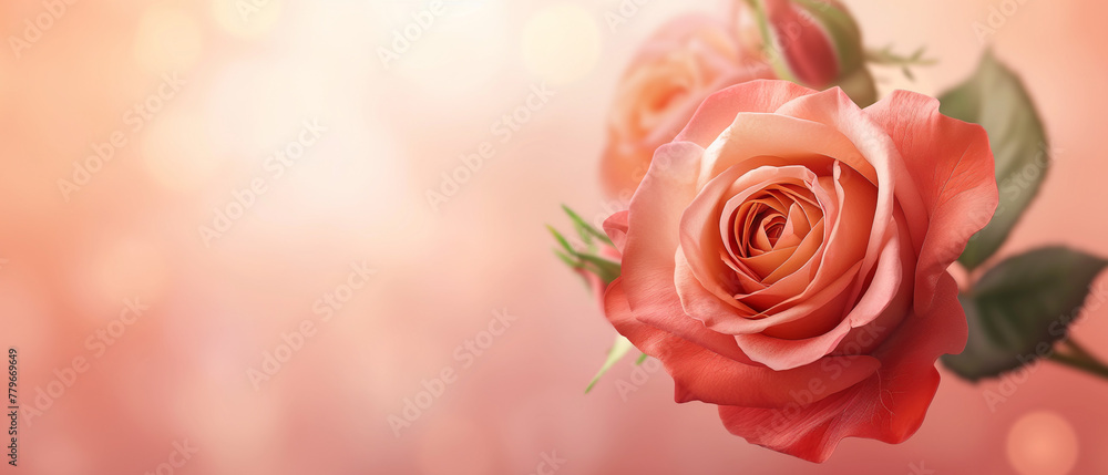 Obraz premium A rose is the main focus of the image, with its petals and stem visible