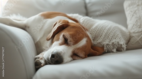Serene Beagle Slumber: Peaceful Rest on a Soft White Sofa Generative AI © Gelpi