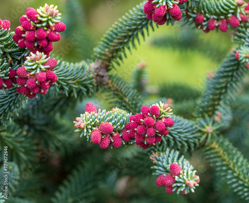Abies evergreen conifer tree with attractive red pines. Photographed in Wisley garden  Surrey UK.