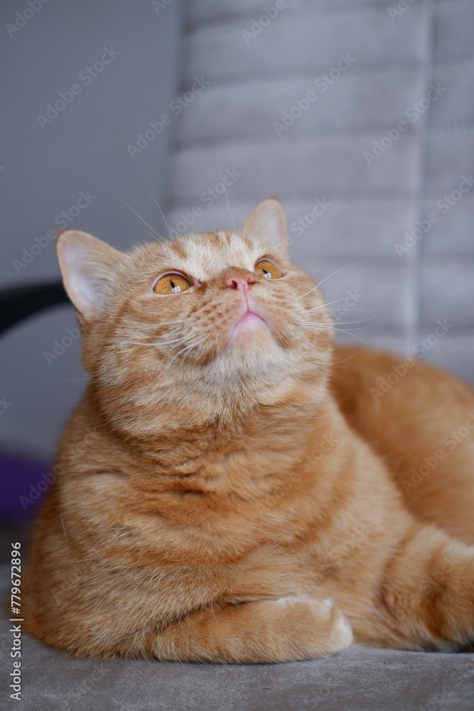 A large red domestic cat looks around close-up. fluffy pet lies on a chair. a domestic cat lies on a chair and looks up. red domestic cat with big orange eyes, fluffy fur, long mustache lies and rests